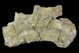 Theropod (Tyrannosaur) Caudal Vertebra - Texas #97797-2